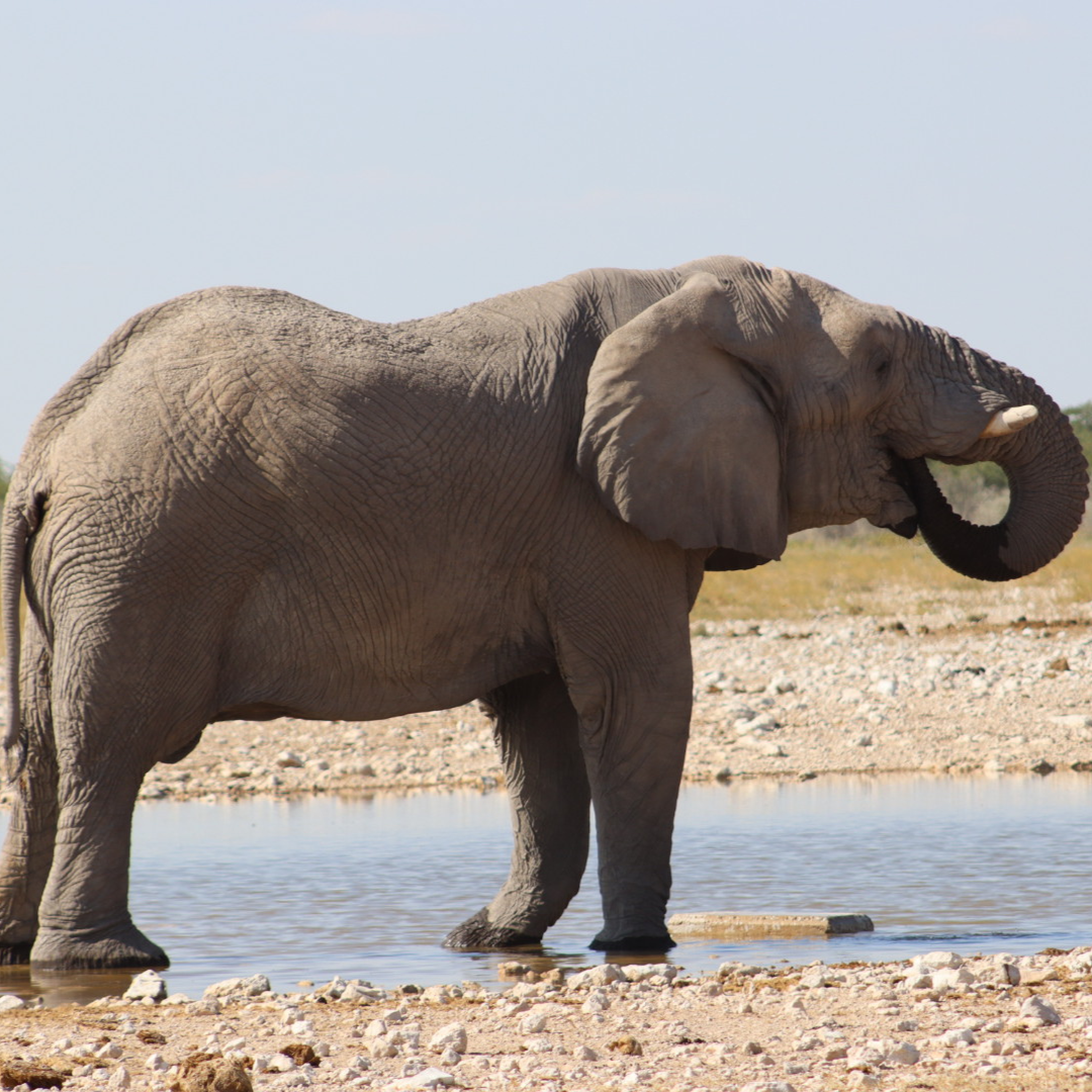 rondreis namibie met kinderen