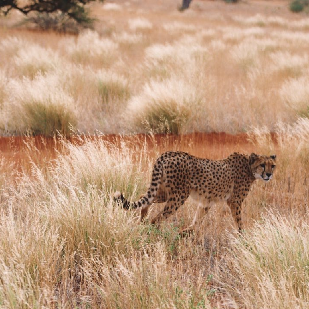 cheeta namibie