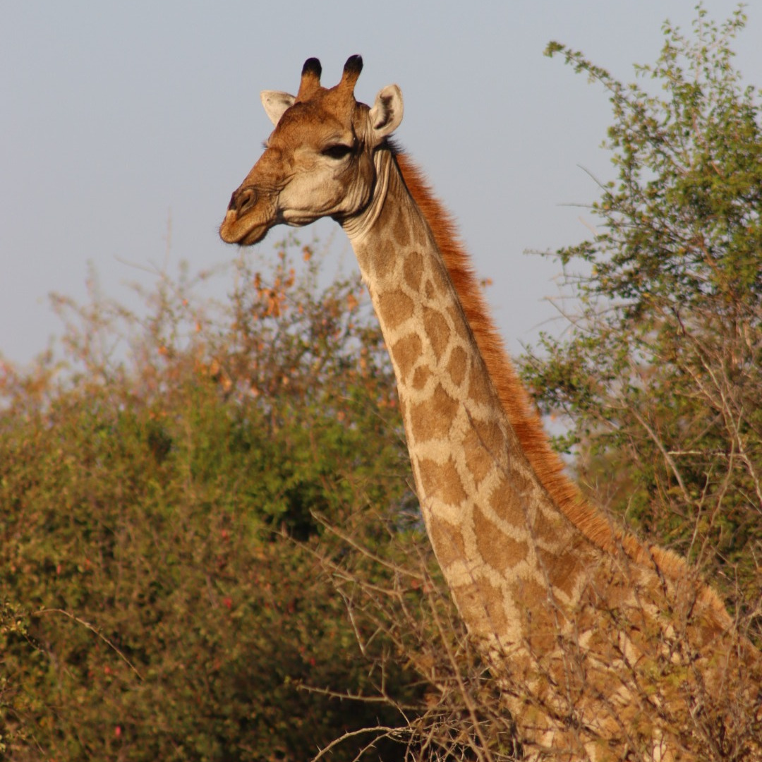 namibie met kinderen