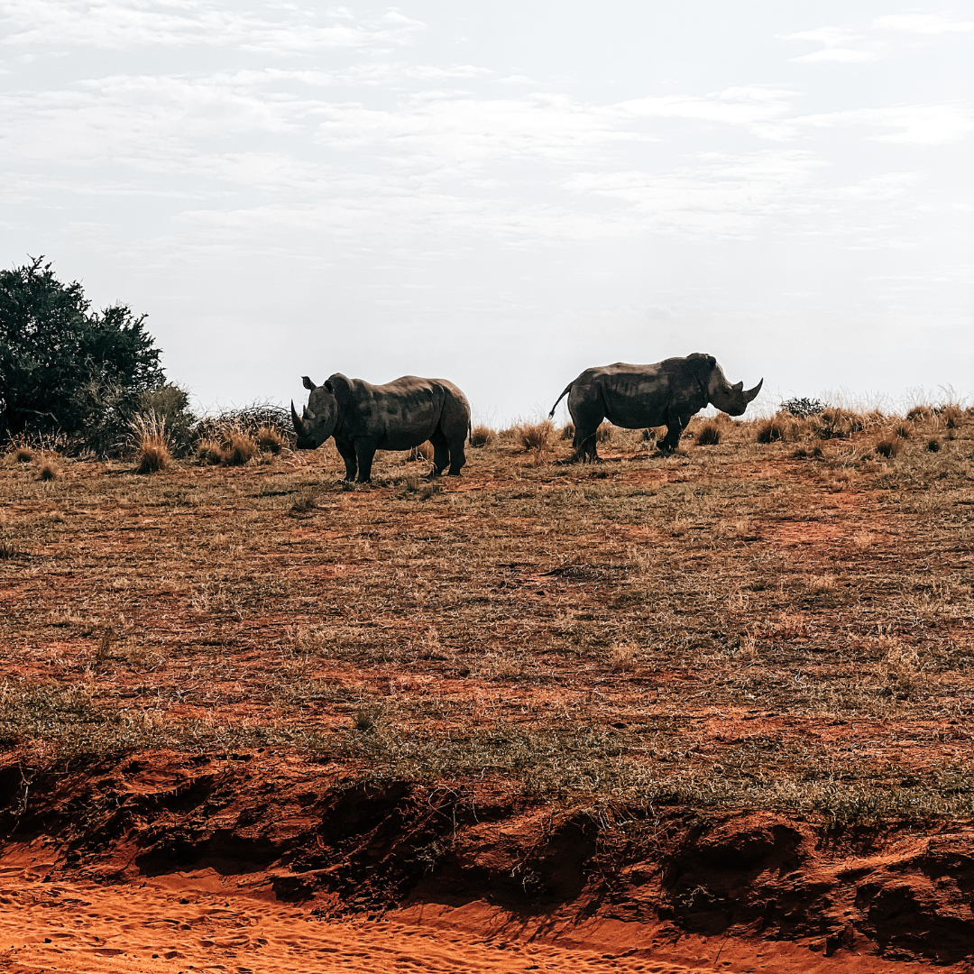 wildlife namibie