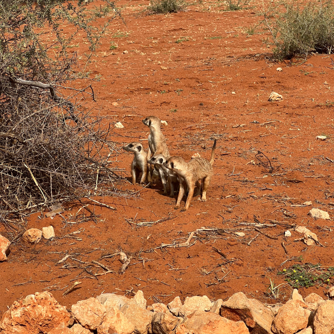 namibie met kids
