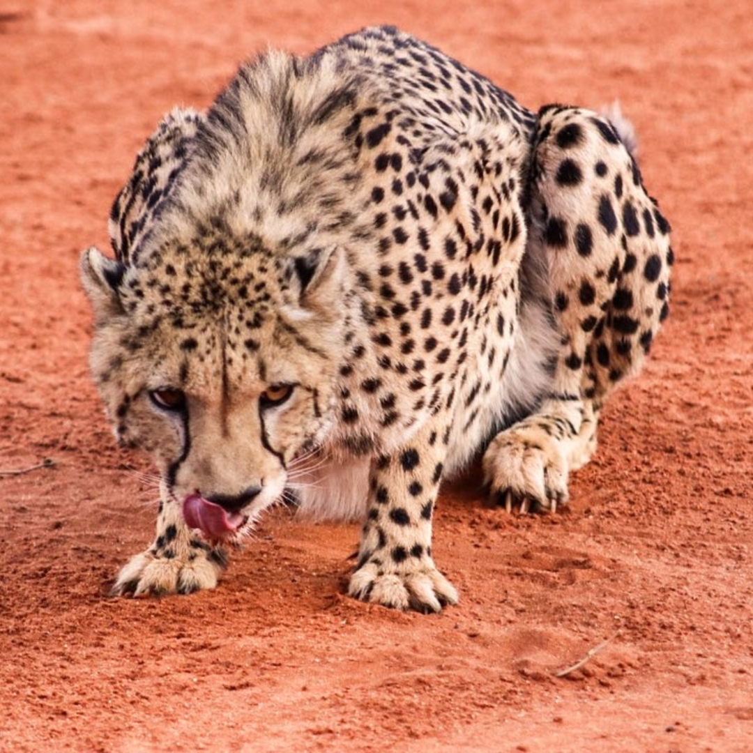 cheeta farm namibie