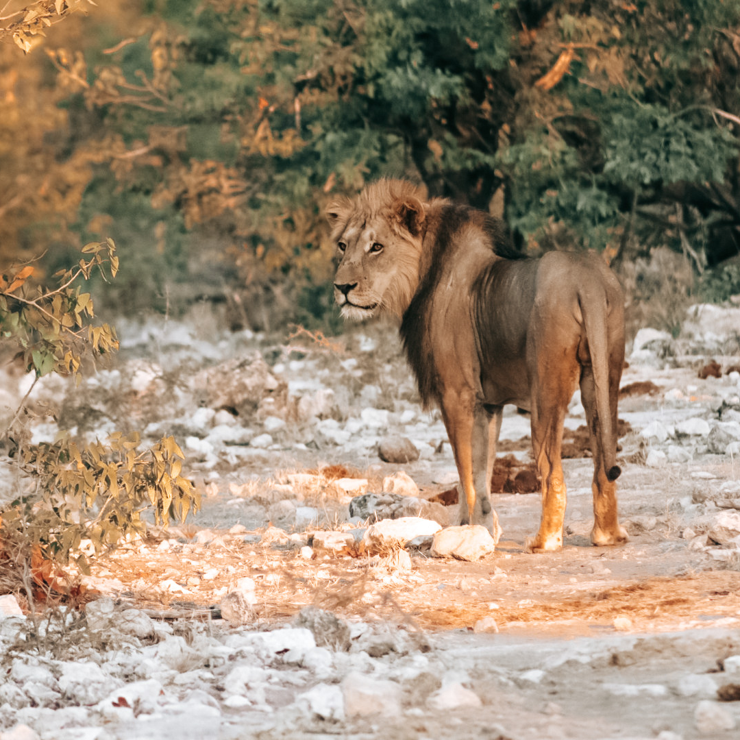 etosha wilde dieren