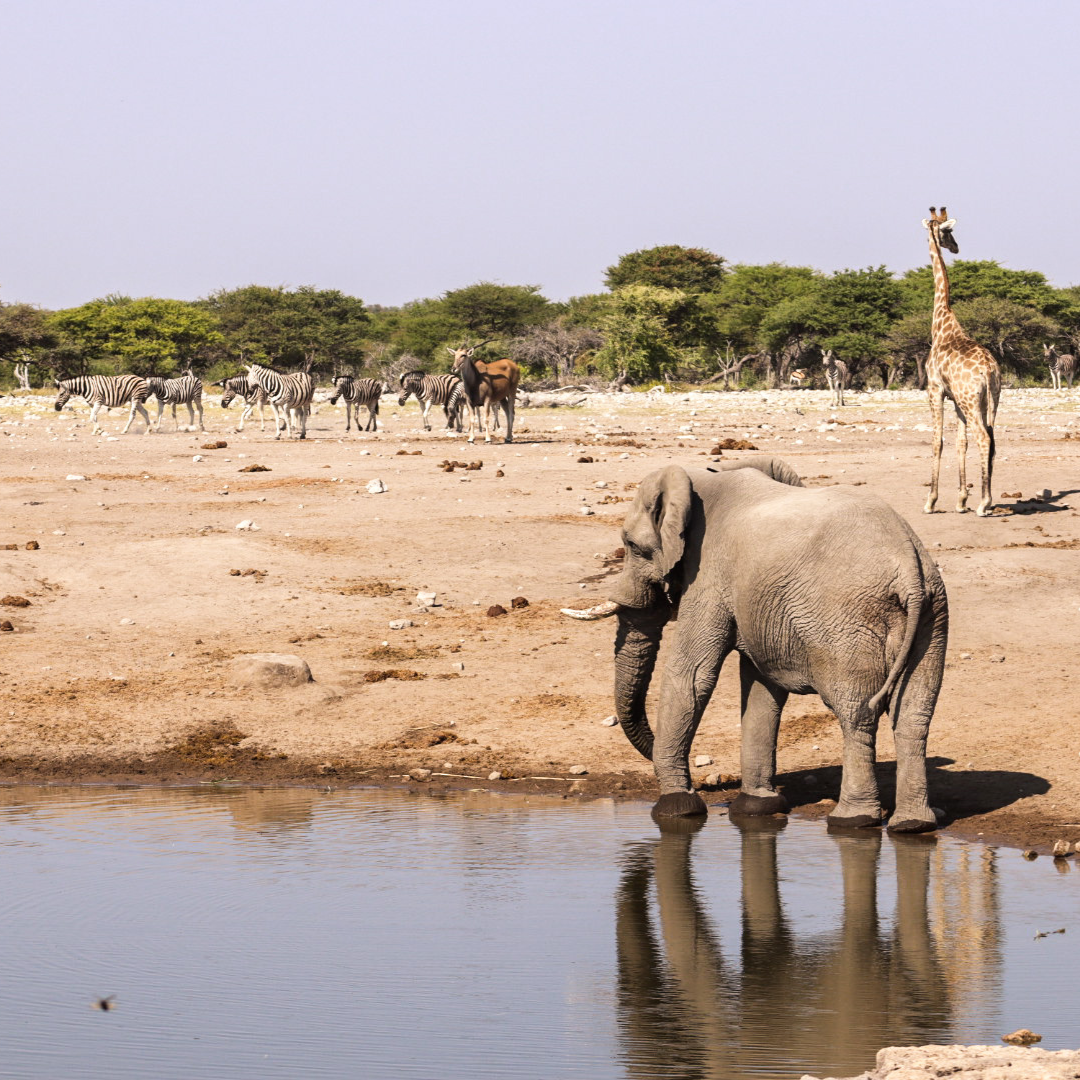 wat te doen in namibie met kinderen