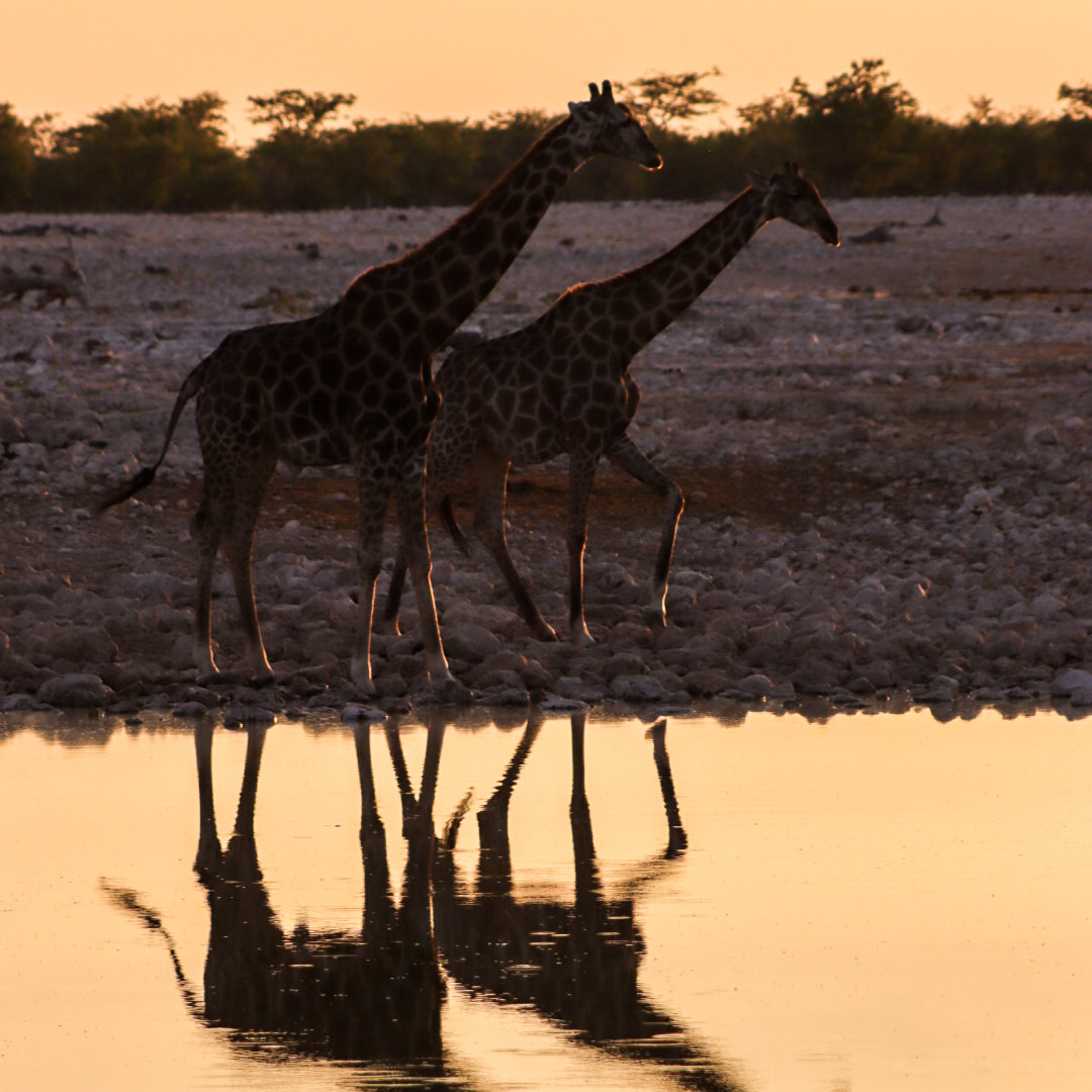 rondreis namibie met kinderen